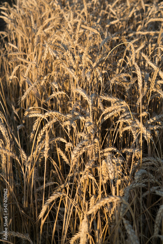 wheat field before harvest in the rays of the setting sun