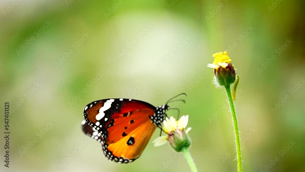 HD 1080p 250fps slow motion Thai beautiful butterfly on meadow flowers nature outdoor HD 1080p 250fps slow motion Thai beautiful butterfly on meadow flowers nature outdoor