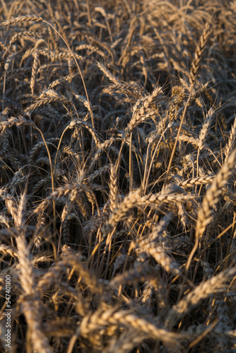 wheat field before harvest in the rays of the setting sun