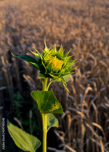 lonely unripe podolnuh in a field with wheat
