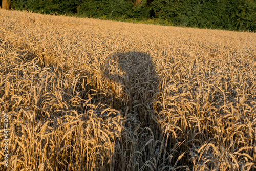 the shadow of a girl on the field