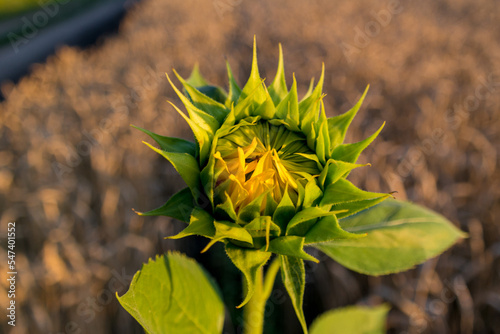 lonely unripe podolnuh in a field with wheat