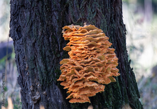 Edible mushroom chicken fungus on willow tree trunk
