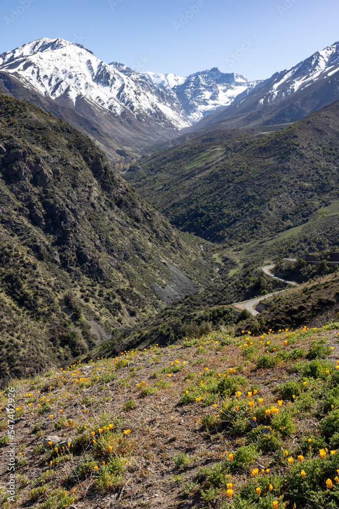 Yellow flowers (California poppies) at the Mirador Tres Valles  - Santuario de la Naturaleza Yerba Loca - Traveling Chile