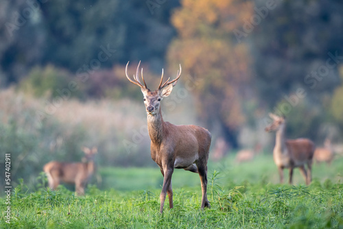 Young red deer standing on meadow in forest