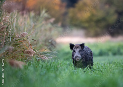 Wild boar standing in high grass in forest