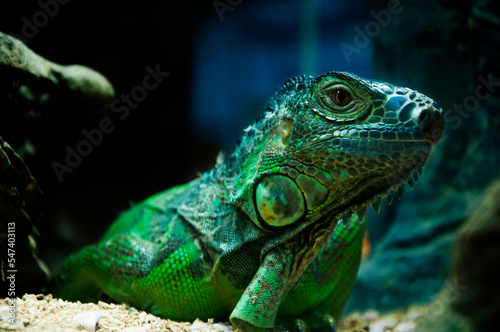 Herbivorous  Reptiles  Large Lizards  American Iguanas  Lizards