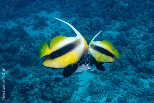 Two Bannerfishes on a reef in the Red Sea