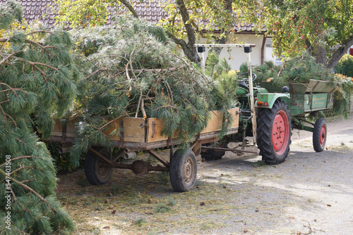 Baumfällarbeiten auf dem Dorf. Der historische Traktor mit Anhänger wartet auf der Dorfstraße. Die 
Äste werden auf die Grünabfall-Deponie gebracht.  photo