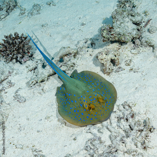Blue spotted ray on a sandy bottom in the Red Sea