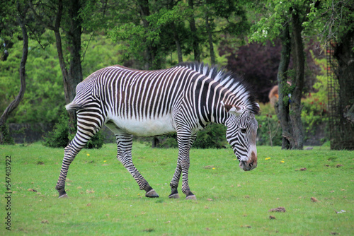 A view of a Zebra