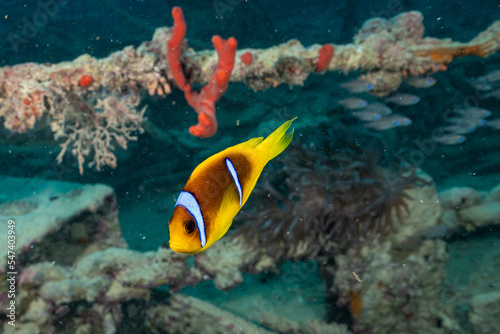 Anemonefish on a wreck in the Red Sea
