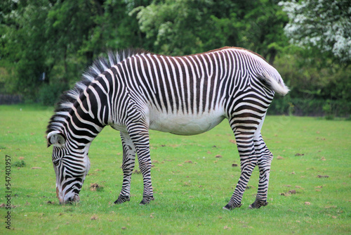 A view of a Zebra