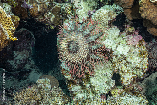 Crown of thorns starfish on a reef in the Red Sea