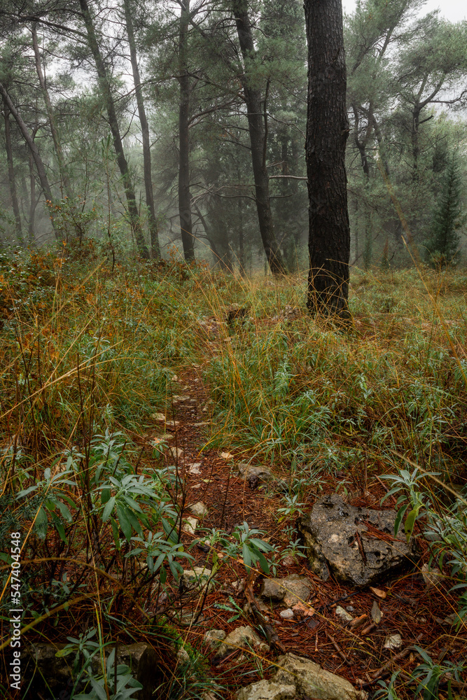 Beautiful autumn in the forest during the rain. Clean and fresh oxygen. Beautiful autumn in the forest during the rain. Clean and fresh oxygen.
