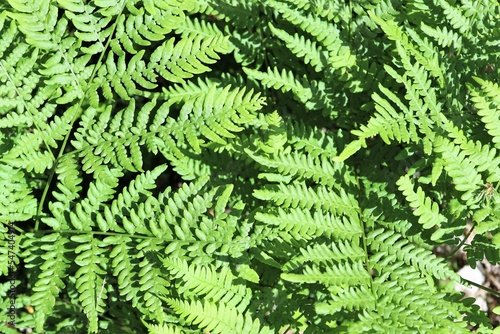 Fern leaves, closeup. Backgrounds and texture.