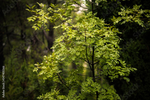 Beautiful autumn in the forest during the rain. Clean and fresh oxygen.