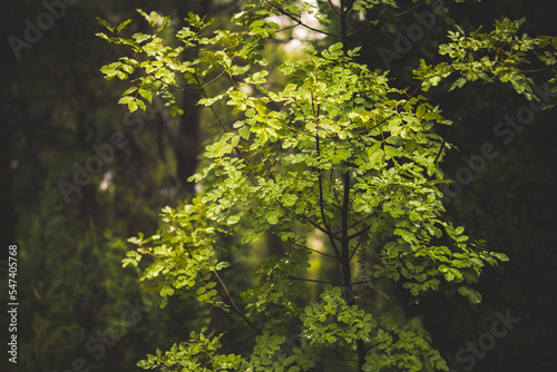 Beautiful autumn in the forest during the rain. Clean and fresh oxygen.