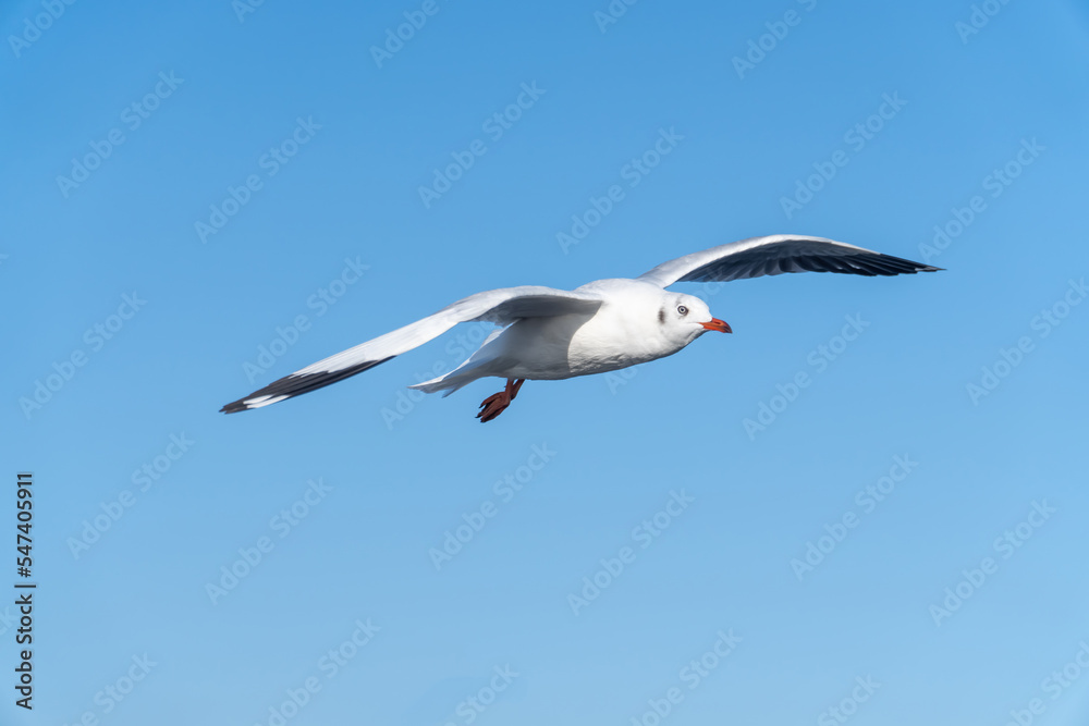 seagull flying in the blue sky. seagull flying in the blue sky.