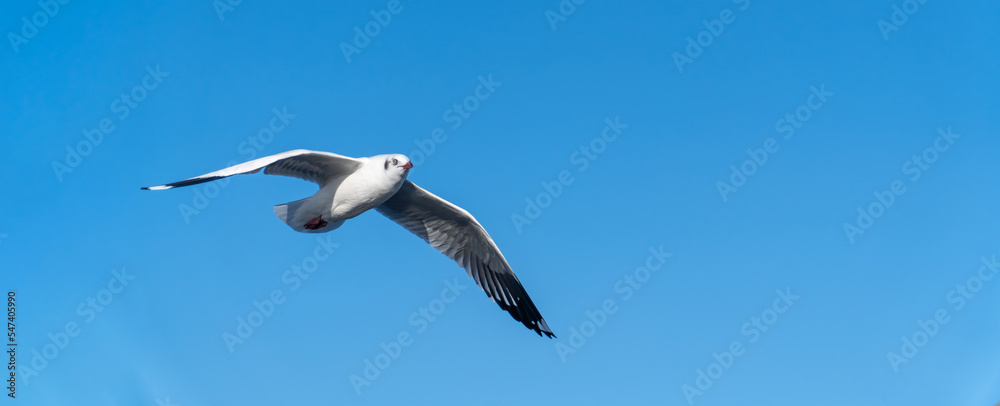 Fototapeta premium seagull flying. seagull isolated on blue sky background.