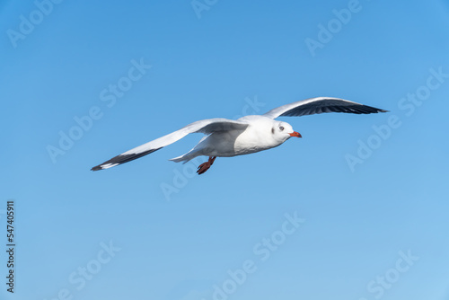 seagull flying in the blue sky.