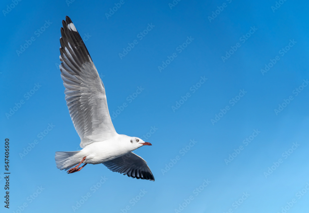 single seagull flying in blue sky background. single seagull flying in blue sky background.