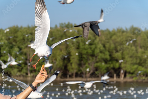 Close-up of fly bird, seagull, picking food from woman hand. Feeding food to bird at sea. The hand of the person who filed the food to the seagulls flying hover come around to eat.