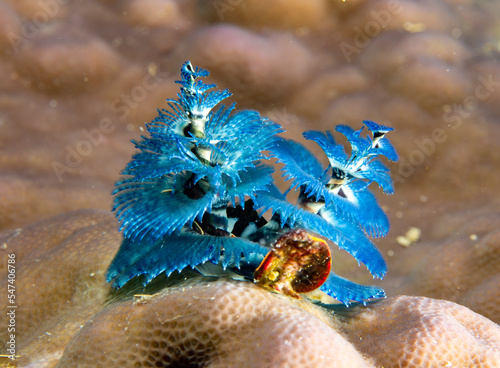 Christmas tree worms - Spirobranchus giranteus