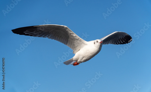 single seagull flying in blue sky background.