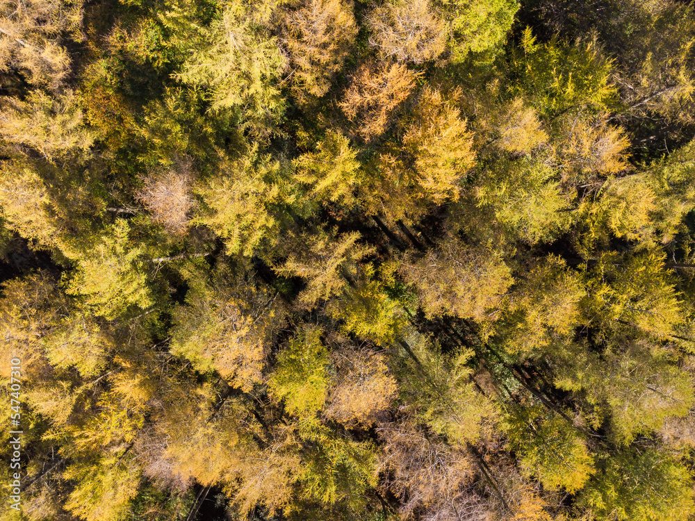 Pine forest in autumn. Aerial view Pine forest in autumn. Aerial view