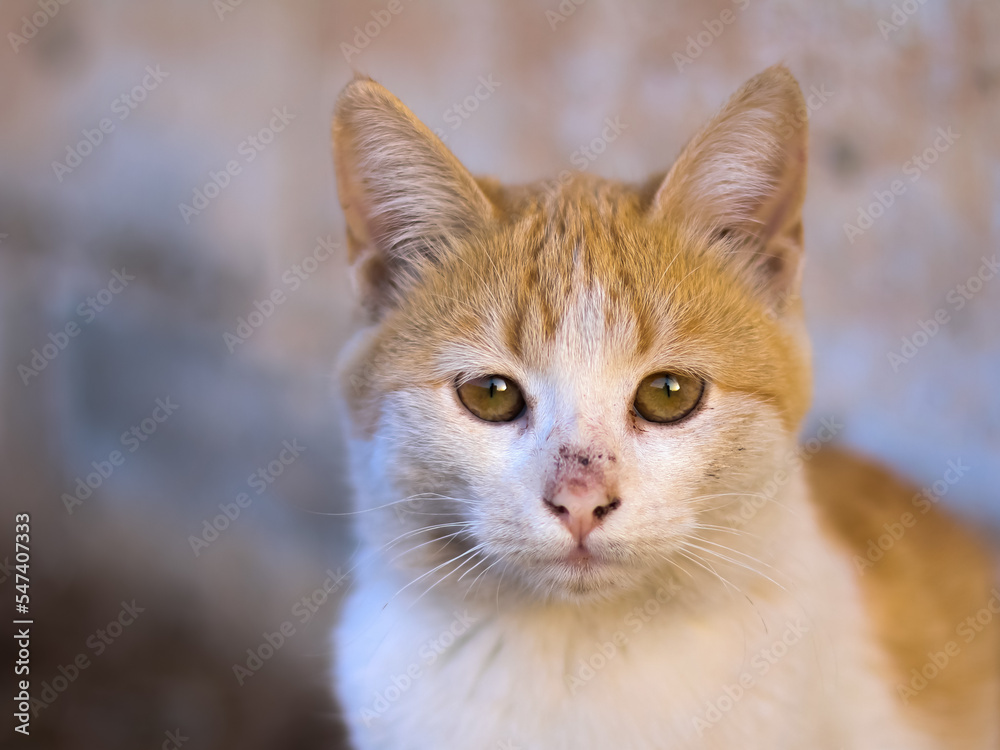 white and brown color cat patriot photo white and brown color cat patriot photo