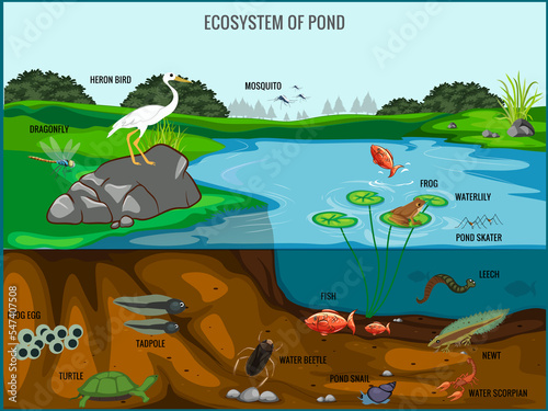 Ecosystem of pond vector illustration photo