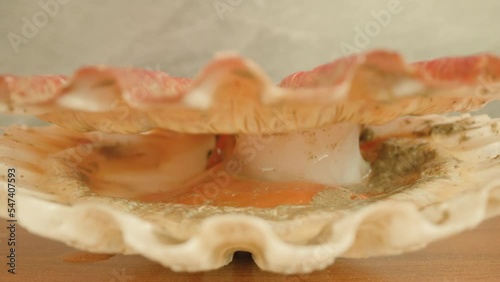 Pink-colored sea scallop with thin spotted shell opens valve lying on wooden table surface at bright illumination macro push in photo