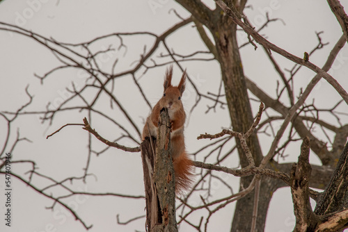 Fluffy red squirrel sits on a tree