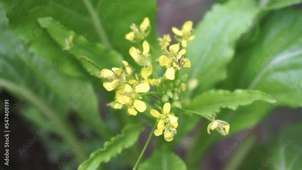 Yellow mustard plant flower on blurred background Yellow mustard plant flower on blurred background
