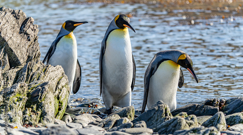 3 separierte K  nigspinguine  APTENODYTES PATAGONICUS  auf S  d Georgien in Ihrer nat  rlichen Umgebung