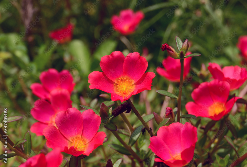 Purslane or rose moss or Portulaca oleracea flowers are in bloom with red petals. Part of this plant is usually used as a natural medicine. Purslane or rose moss or Portulaca oleracea flowers are in bloom with red petals. Part of this plant is usually used as a natural medicine.