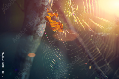 a web with a golden leaf in the sunlight, autumn, springtime.