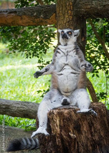 funny ring-tailed lemur sits on a stump in the zoo in Vietnam