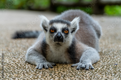 funny ring-tailed lemur (Lemur catta) lying on the path in the zoo in Vietnam