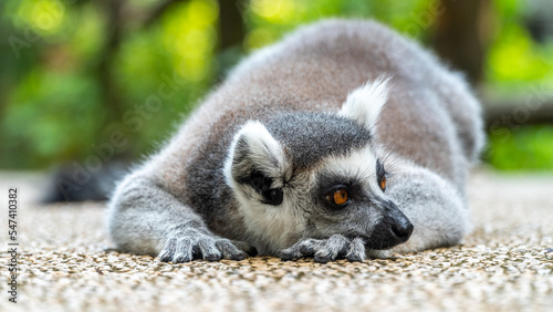 funny ring-tailed lemur (Lemur catta) lying on the path in the zoo in Vietnam