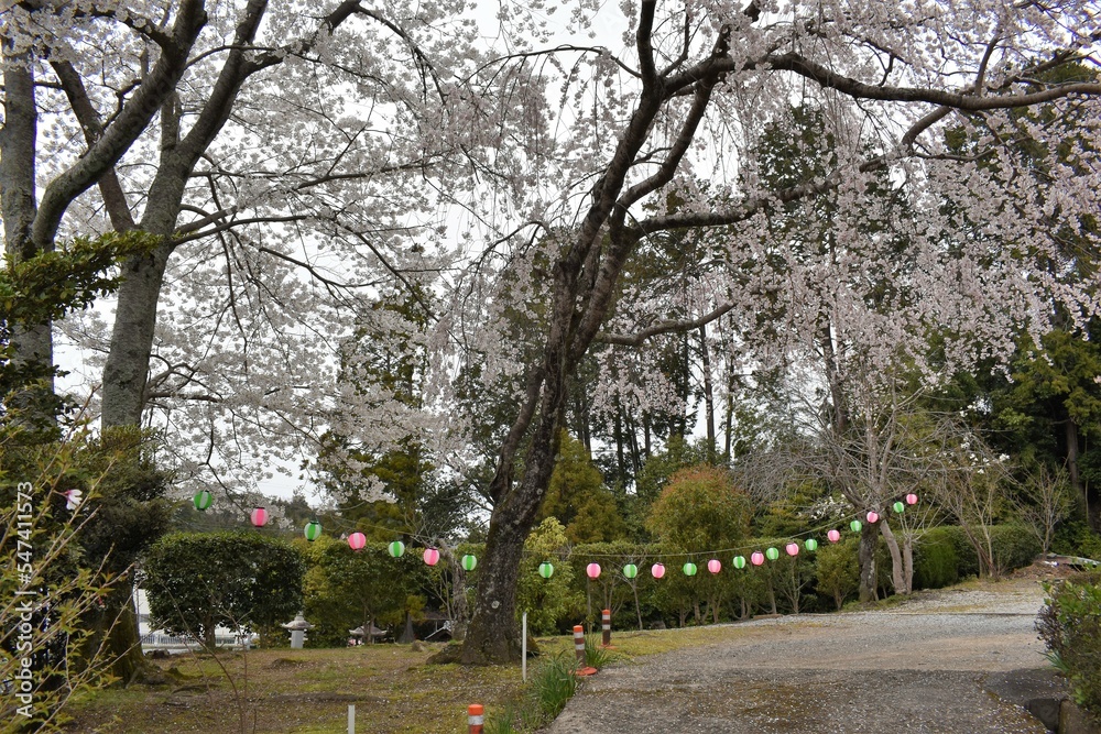 お寺の境内に咲く桜の花と提灯ぼんぼり
