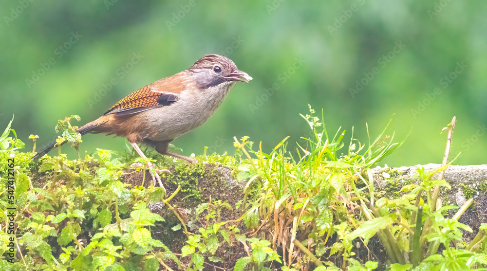 Fototapeta premium Hoary-throated barwing