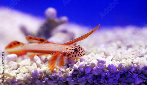 Spike-fin flaming Goby - Discordipinna griessingeri photo