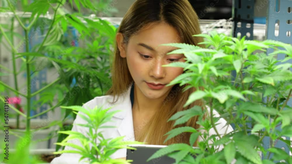 Asian woman scientist with white gown, hat, latex gloves and wearing glasses, checking cannabis leaf quality at indoor greenhouse. Concept alternative medicine. Asian woman scientist with white gown, hat, latex gloves and wearing glasses, checking cannabis leaf quality at indoor greenhouse. Concept alternative medicine.
