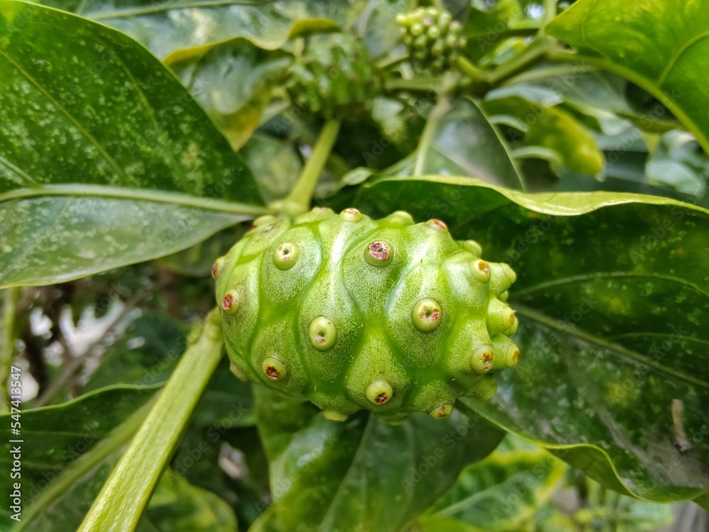 Nice ripe noni fruit