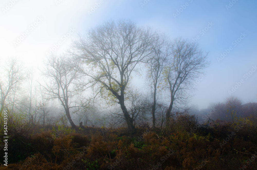 Mist. Selective focus, blurry background. 