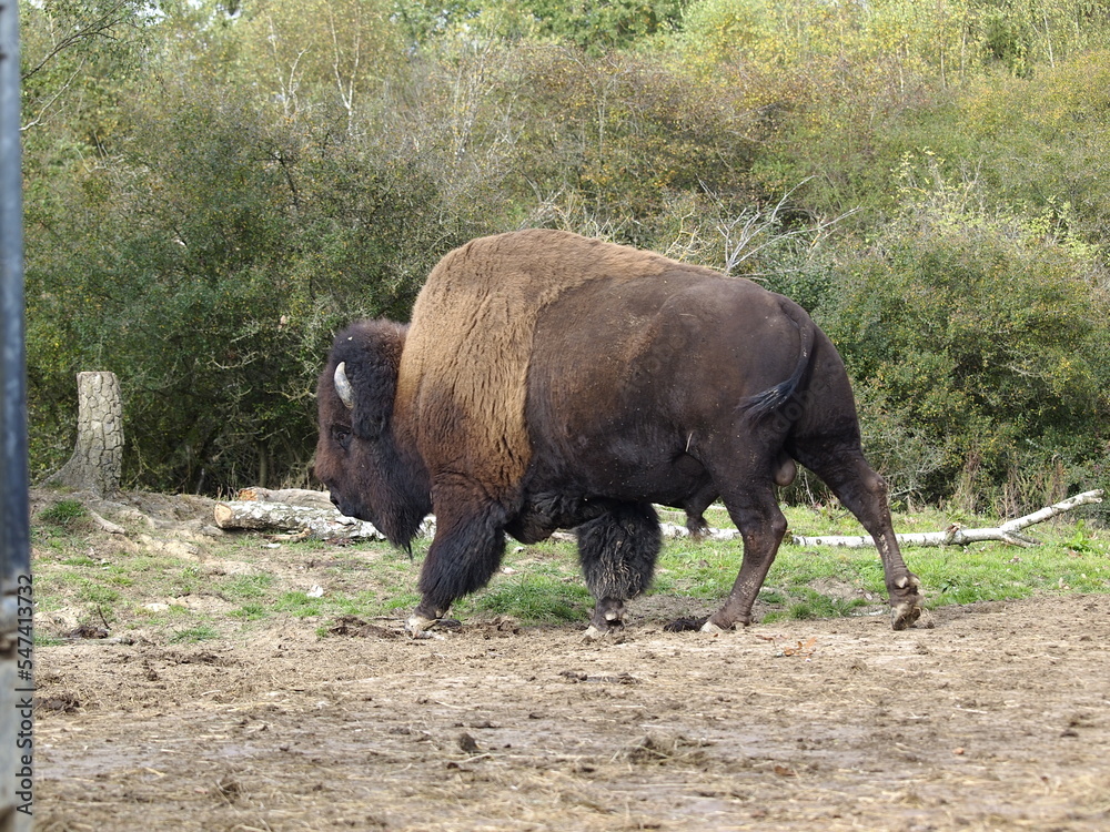 Bison in der Wildnis