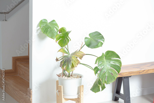 Wallpaper Mural Dying Monstera, an ornamental plant that lacks care Torontodigital.ca