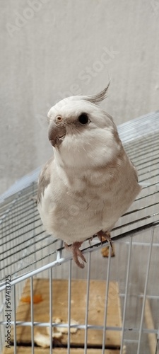 Gray Cockatiel  A charming gray cockatiel perched gracefully  its soft plumage and bright crest catching the light. With an inquisitive expression and delicate features  this beautiful bird exemplifie